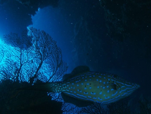  科苏梅尔的海洋动物群 